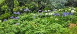 Plants: image 13 Of 208 Thumb